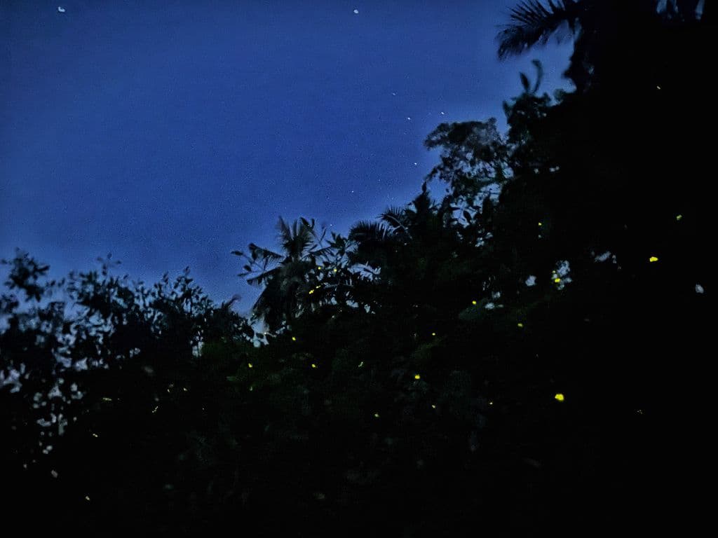 Combo Elephant Sanctuary & Fireflies, Blue Tear Tour con pranzo e cena (Tour di gruppo SIC)
