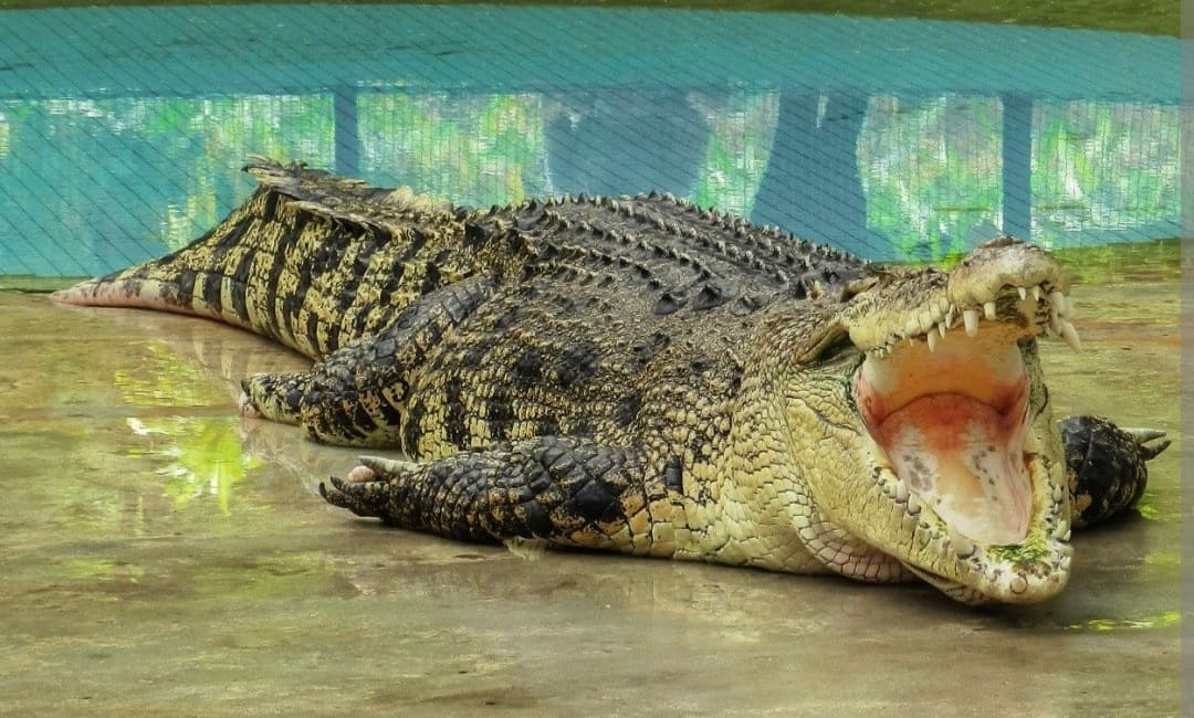 Crocodile Adventureland Langkawi