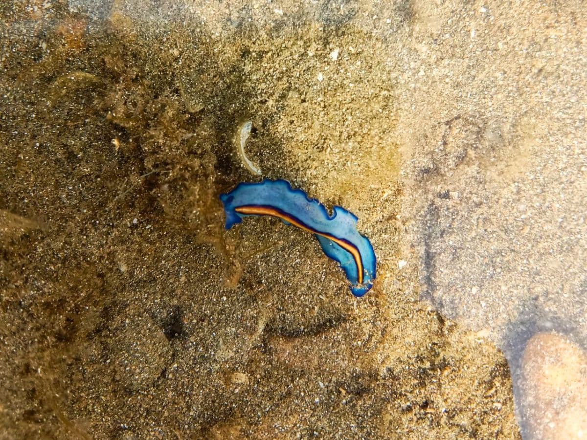 Desaru Beach and Tide Pool Discovery Walking Tour