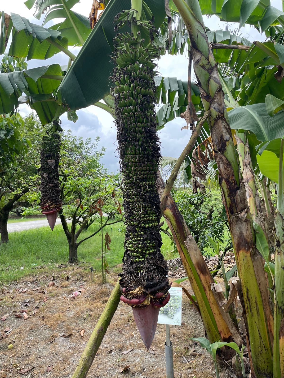Desaru Fruit Farm  - G Wagon Riding Tour
