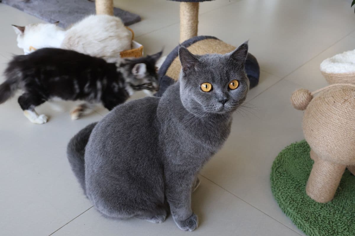 Desaru Fruit Farm Indoor Petting Corner