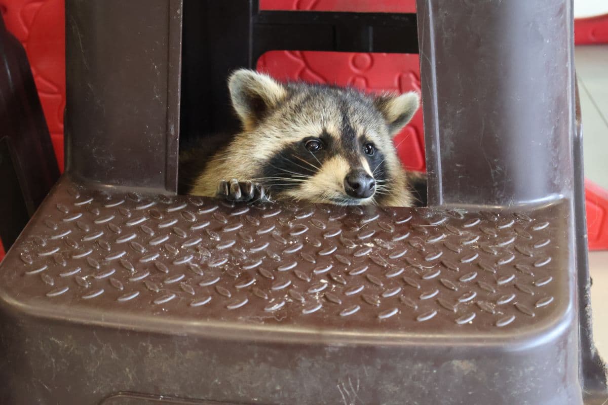 Desaru Fruit Farm Indoor Petting Corner