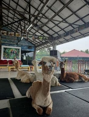 Desaru Fruit Farm Indoor Petting Corner
