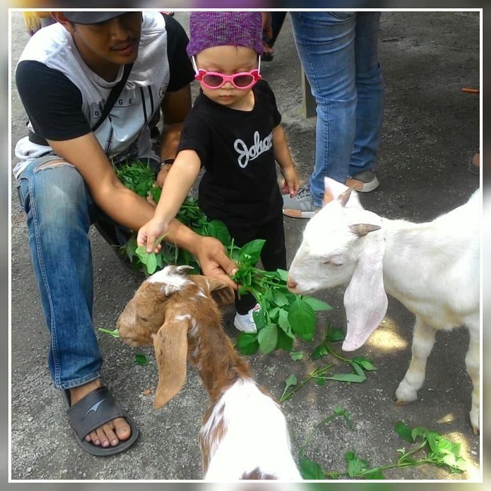 Desaru Fruit Farm Walking Tour