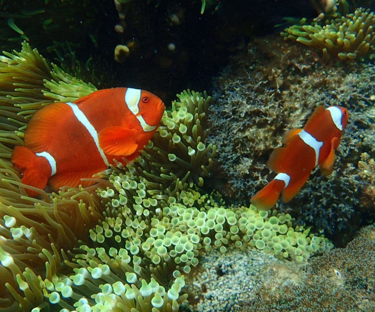 Dreamer Island Day Trip Diving with Lunch & Hotel Transfer