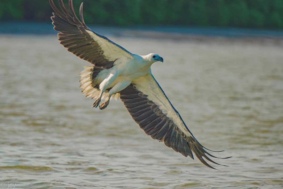 Eagle Watching Experience in Kuala Selangor