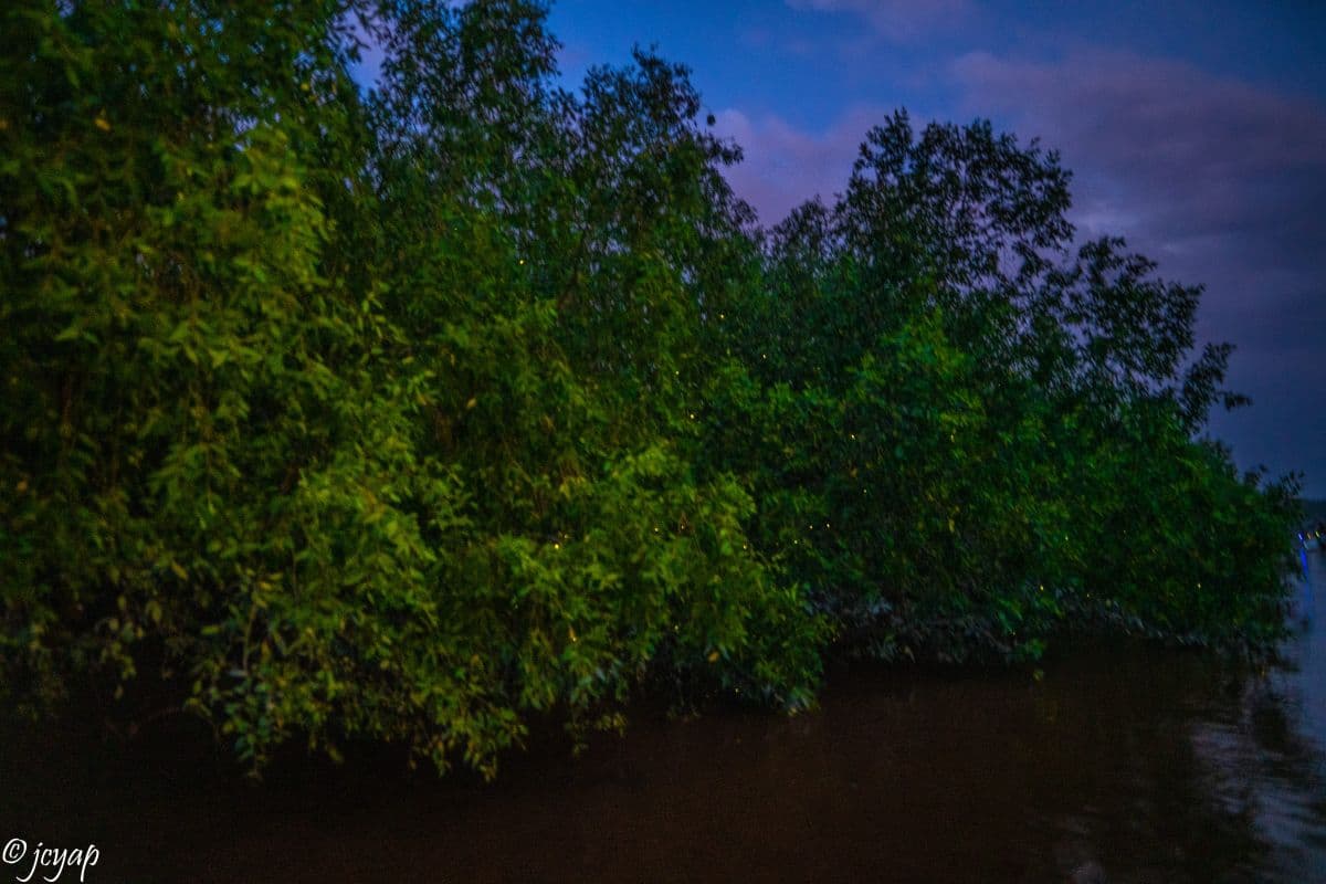 Fireflies Experience in Kuala Selangor 
