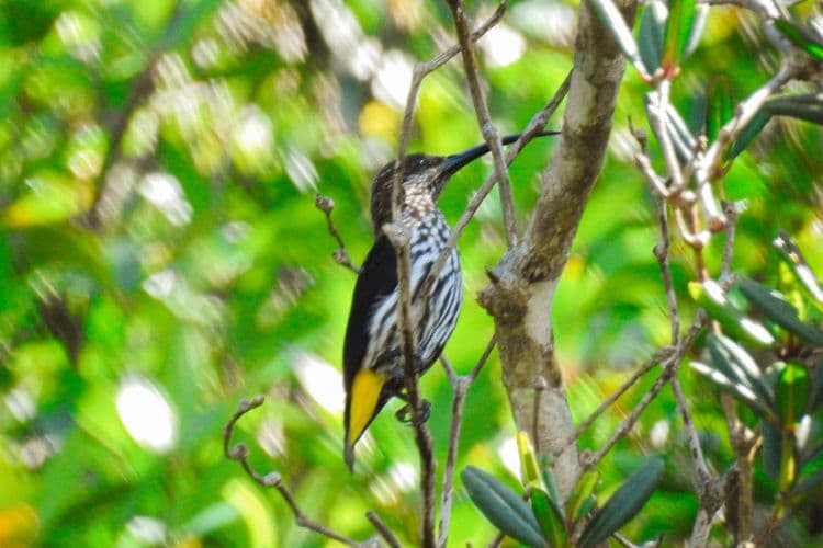 Full day / 2D1N Birding @ KNP & Poring