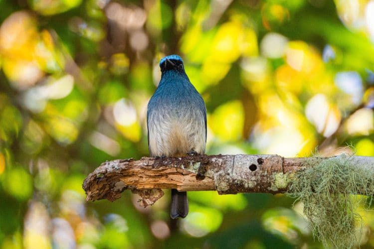 Full day / 2D1N Birding @ KNP & Poring