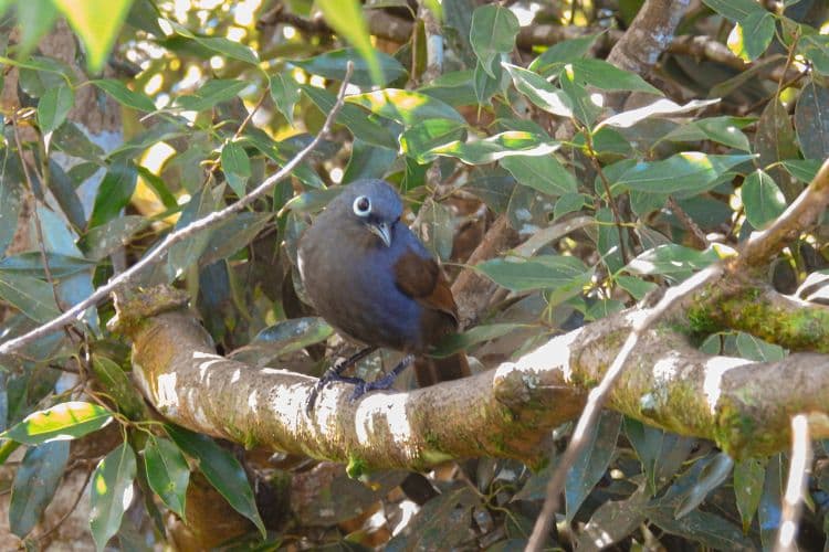 Full day / 2D1N Birding @ KNP & Poring