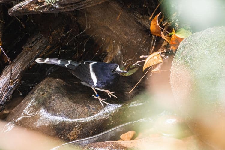 Ganztägig / 2T1N Vogelbeobachtung im KNP & Poring