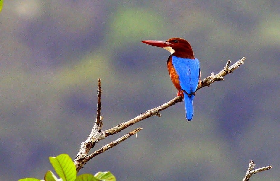 JungleWalla Langkawi Countryside Biking Tour - Afternoon Session