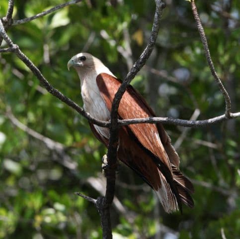 JungleWalla Langkawi Kayaking Adventure & Swimming With Lunch