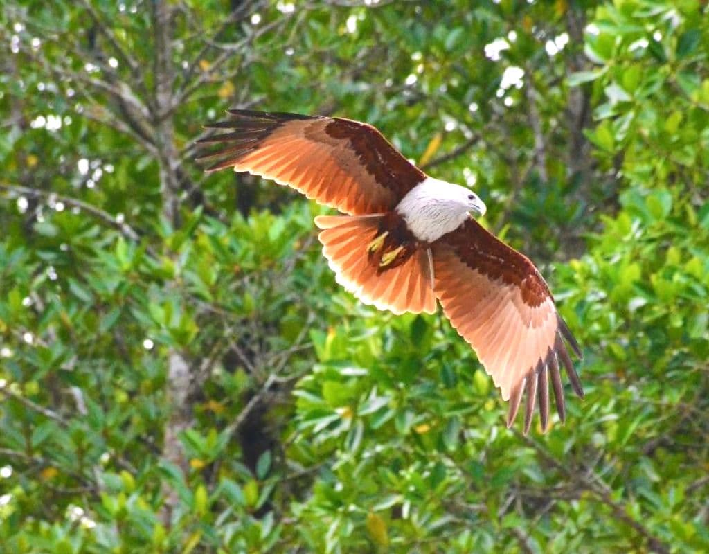 Cruzeiro pelos Manguezais do UNESCO Geopark de Langkawi com a JungleWalla - Opções Compartilhada e Privativa