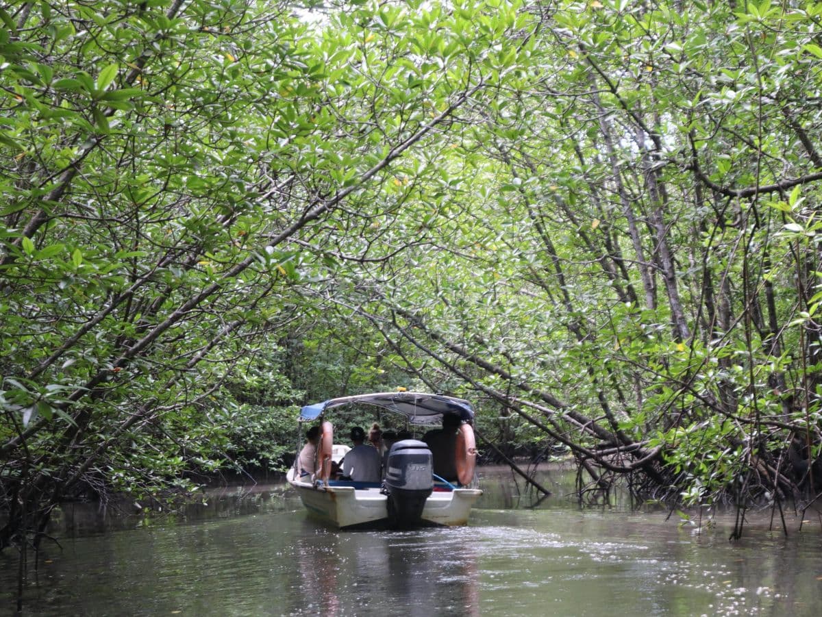 Rejs po namorzynach JungleWalla Langkawi Unesco Geopark – opcja wspólna i prywatna