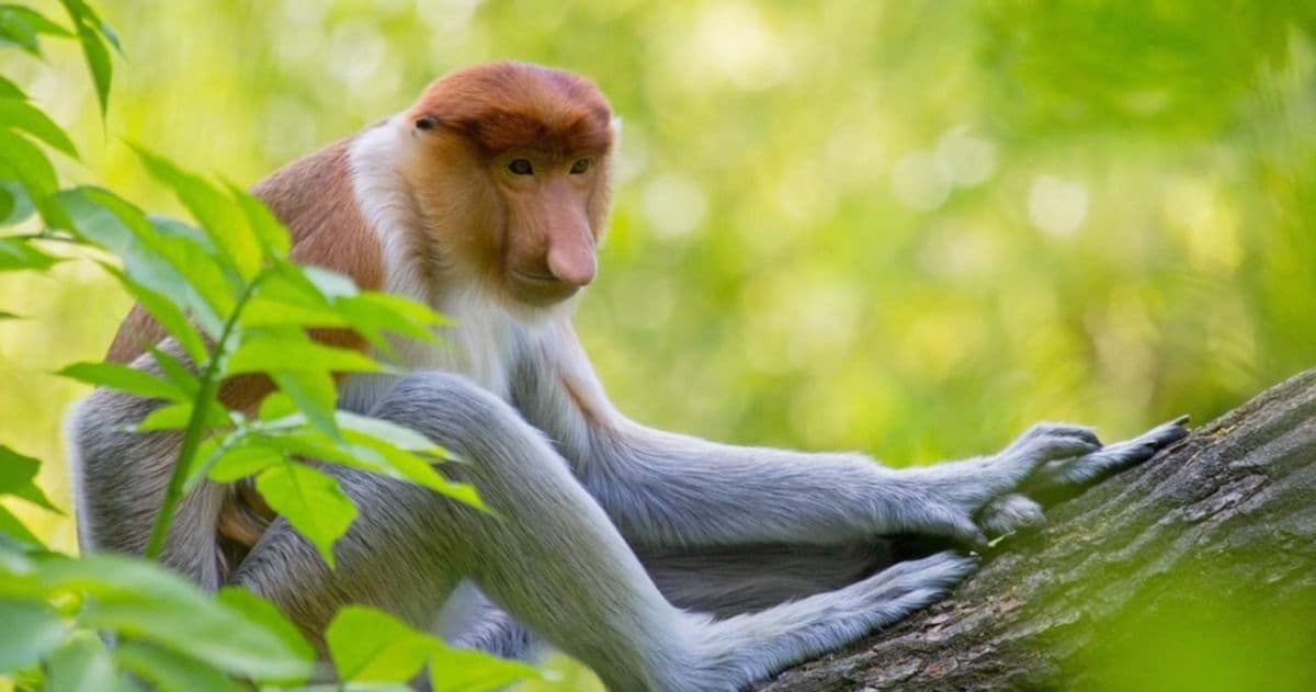Klias River Proboscis Monkey & Fireflies Cruise (Fully Guided Tour)