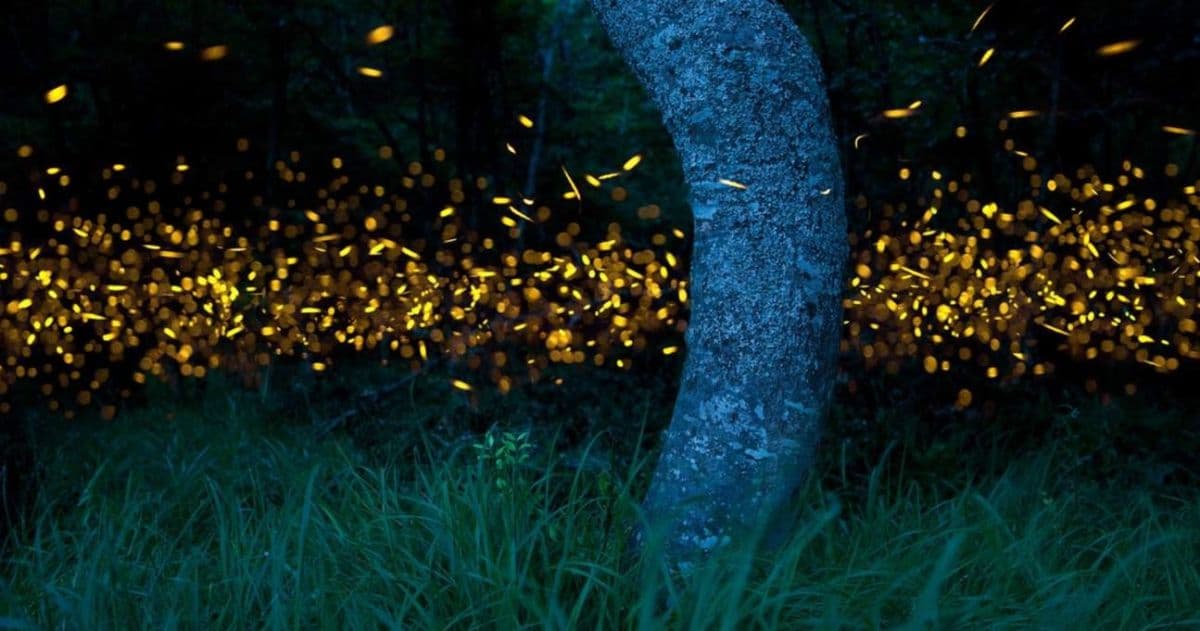 Klias River Proboscis Monkey & Fireflies Cruise (Fully Guided Tour)