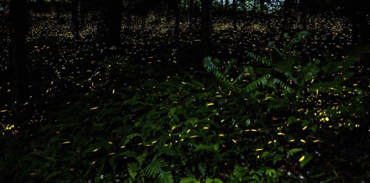 Klias River Proboscis Monkey & Fireflies Cruise (Fully Guided Tour)