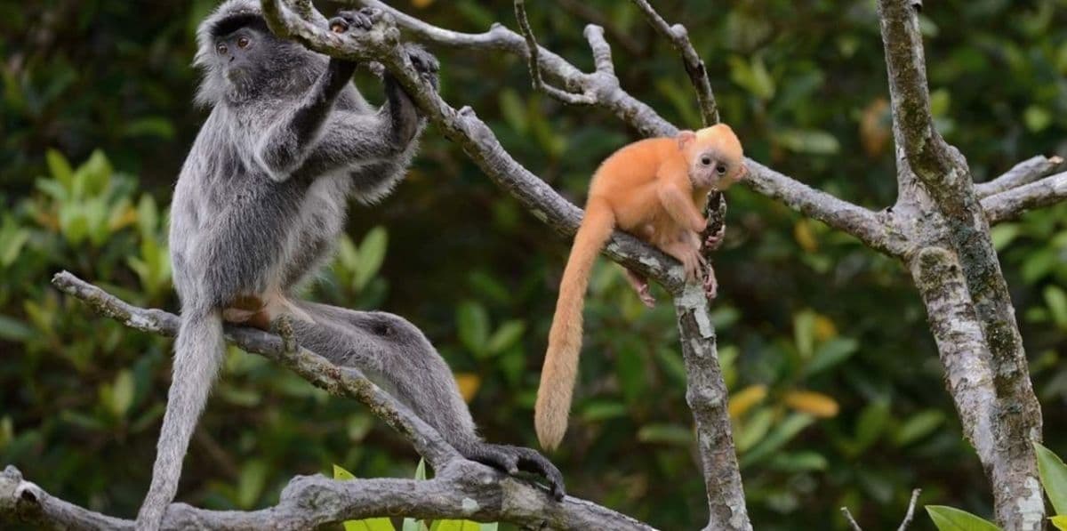 Klias River Proboscis Monkey & Fireflies Cruise (Fully Guided Tour)
