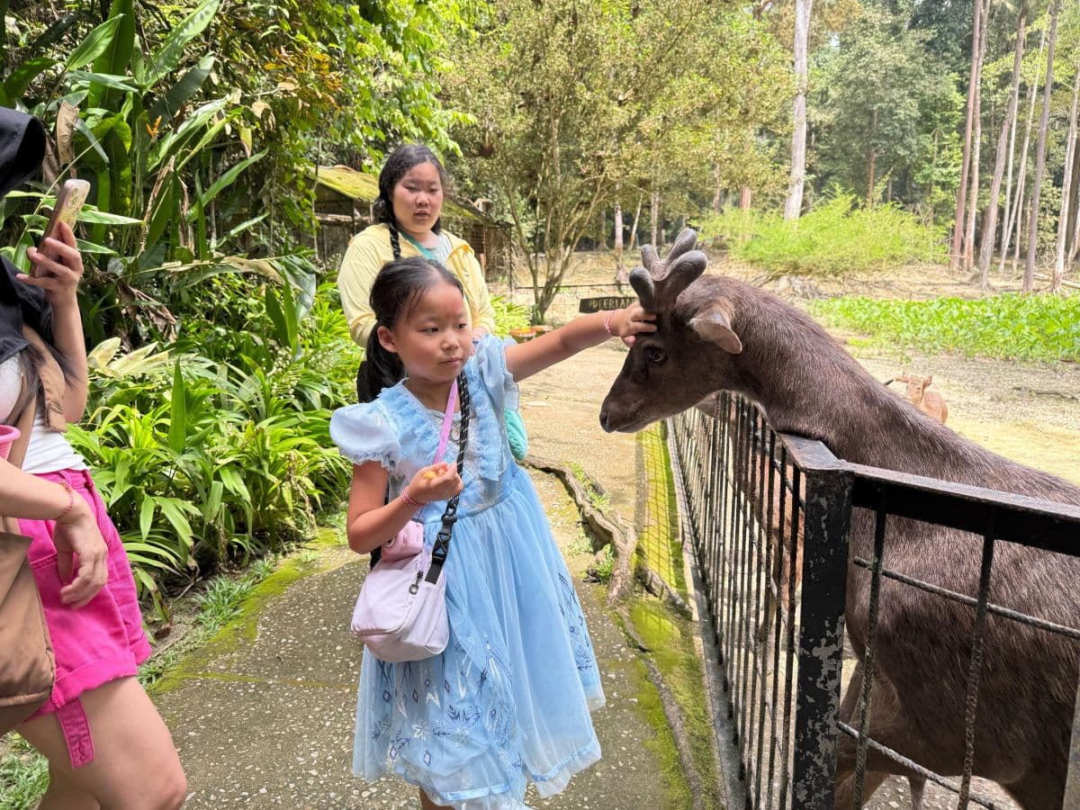 Kuala Gandah Elephant Sanctuary Tour - (SIC - Join In Tour)
