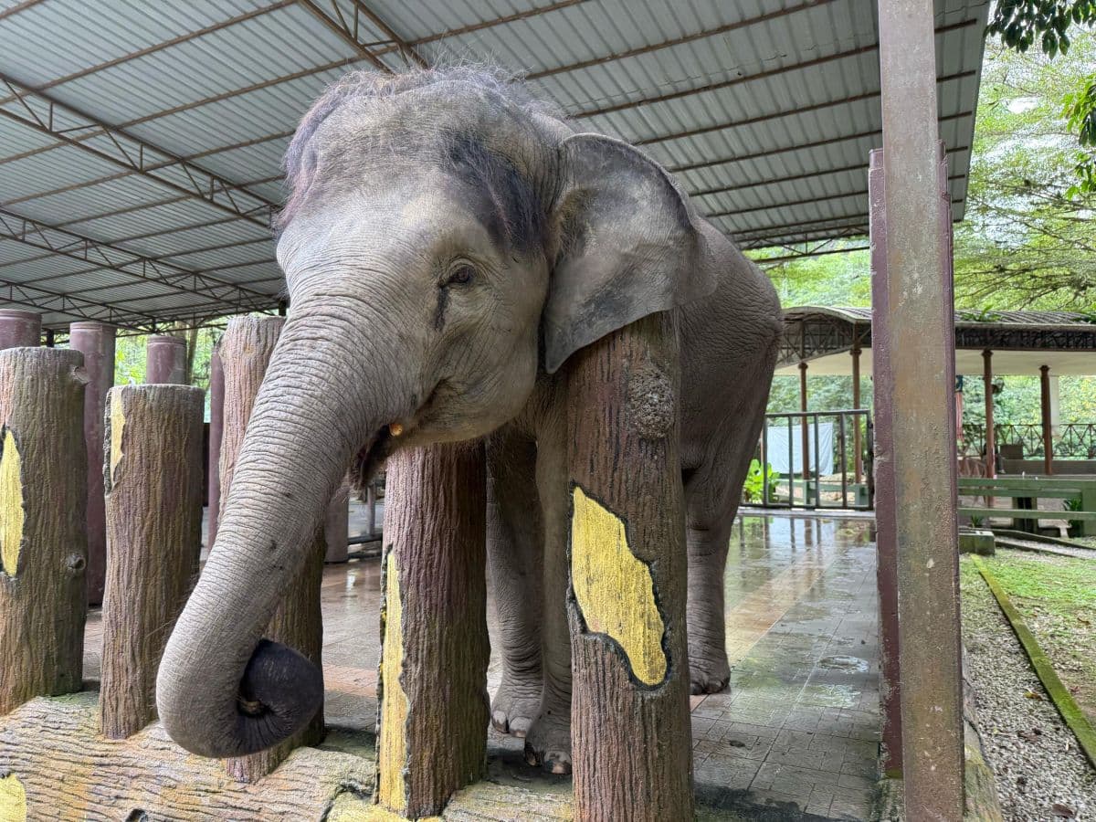Kuala Gandah Elephant Sanctuary Tour - (SIC - Join In Tour)