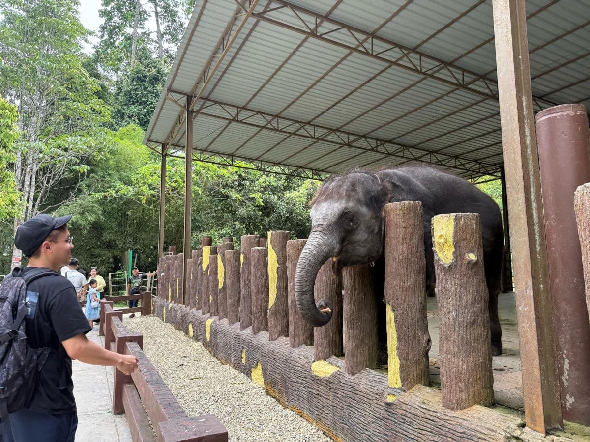 Kuala Gandah Elephant Sanctuary Tour - (SIC - Join In Tour)
