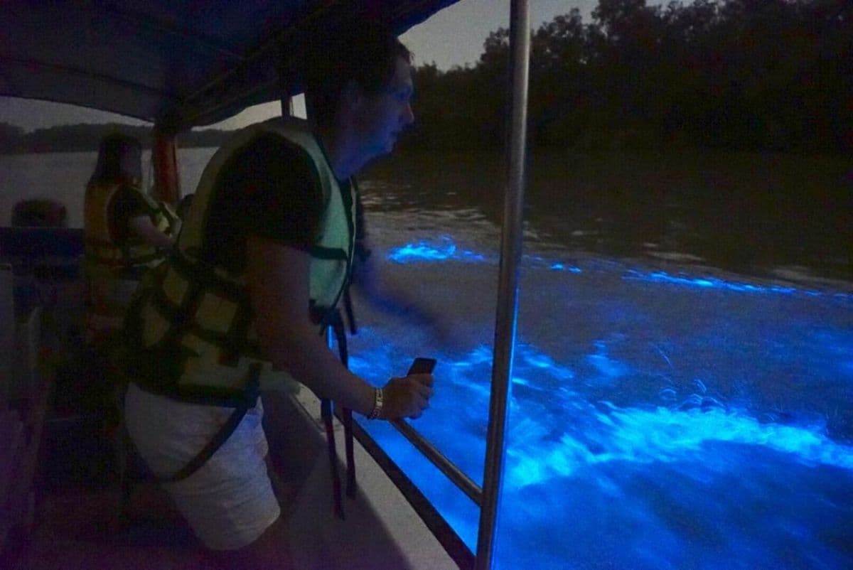 Kuala Selangor Glühwürmchen- und Blue Tears-Tour mit Abendessen (geführte Tour)