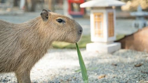 Mea Me Shang Shu Cute Pet Paradise