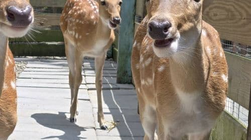 Miaoli Hobbit Valley