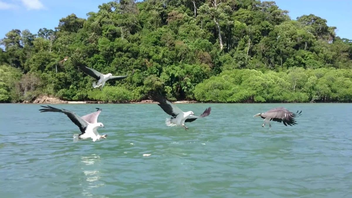 Langkawi Snorkerling Tour (Dangli Island Or Pulau Intan Kecil)