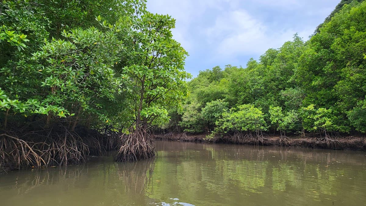 Excursion en hors-bord dans la mangrove de Tanjung Rhu à Langkawi