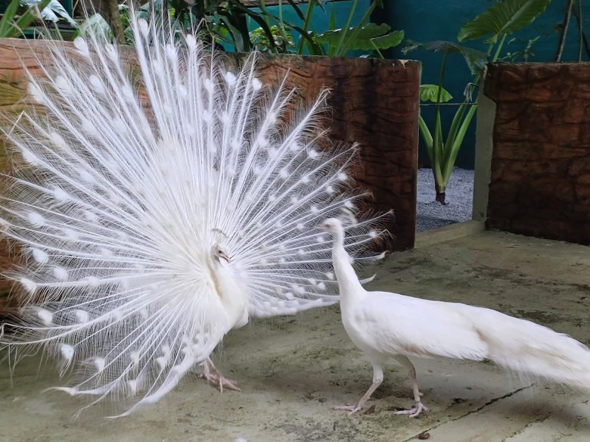 Langkawi WildLife Park