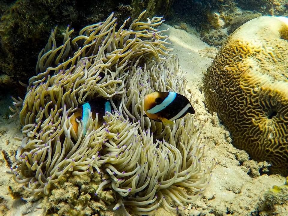 Moonbay Snorkeling/Diving and Kawa Kawa River Cruise 1 Day Tour