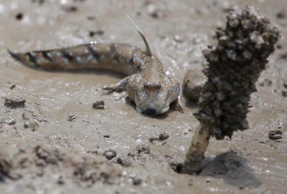 Paddy field , Fishing Village Sekinchan (SIC - Join In Tour)