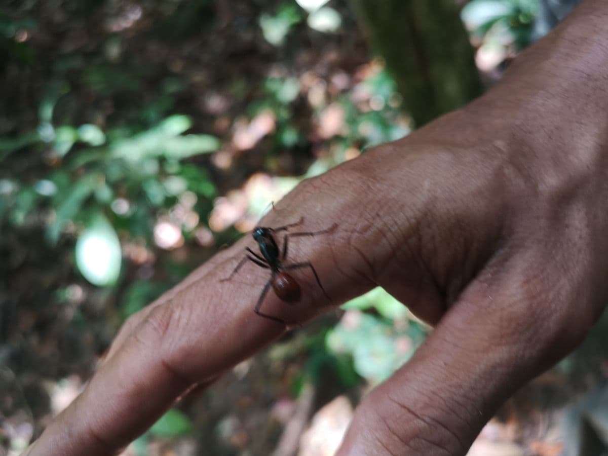 Panti Rainforest Awakening from Desaru Johor - Share Tour Option