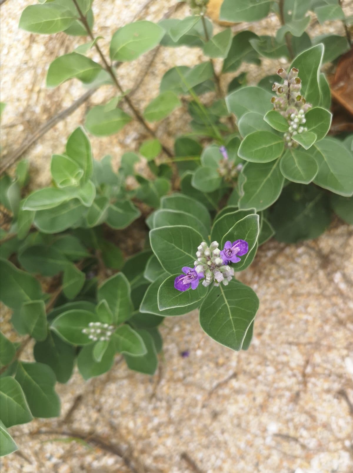 Panti Rainforest Awakening from Desaru Johor - Share Tour Option