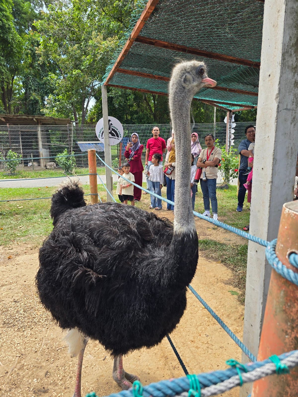 PD Ostrich Show Farm