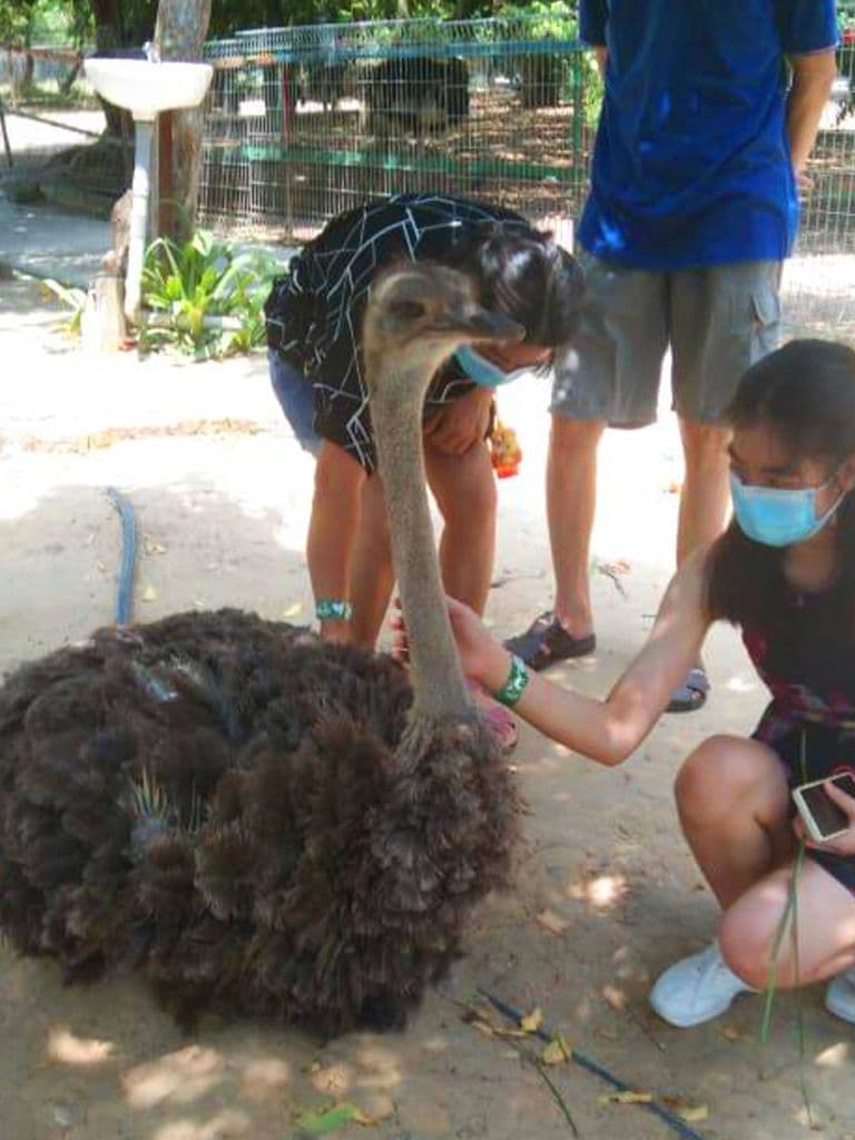 PD Ostrich Show Farm