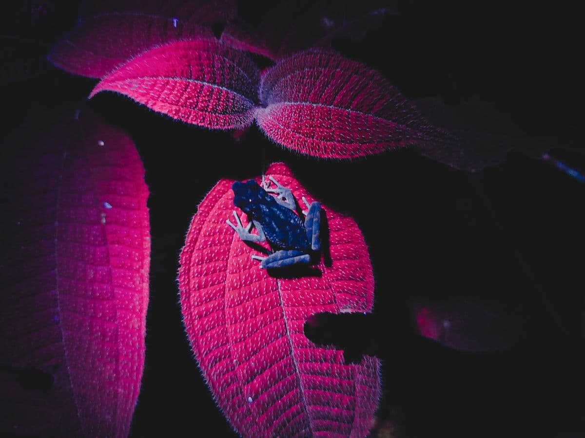Penang Habitat