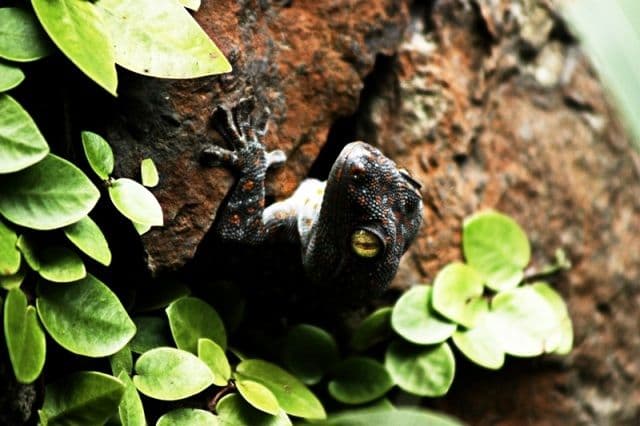 Rainforest Afterdark