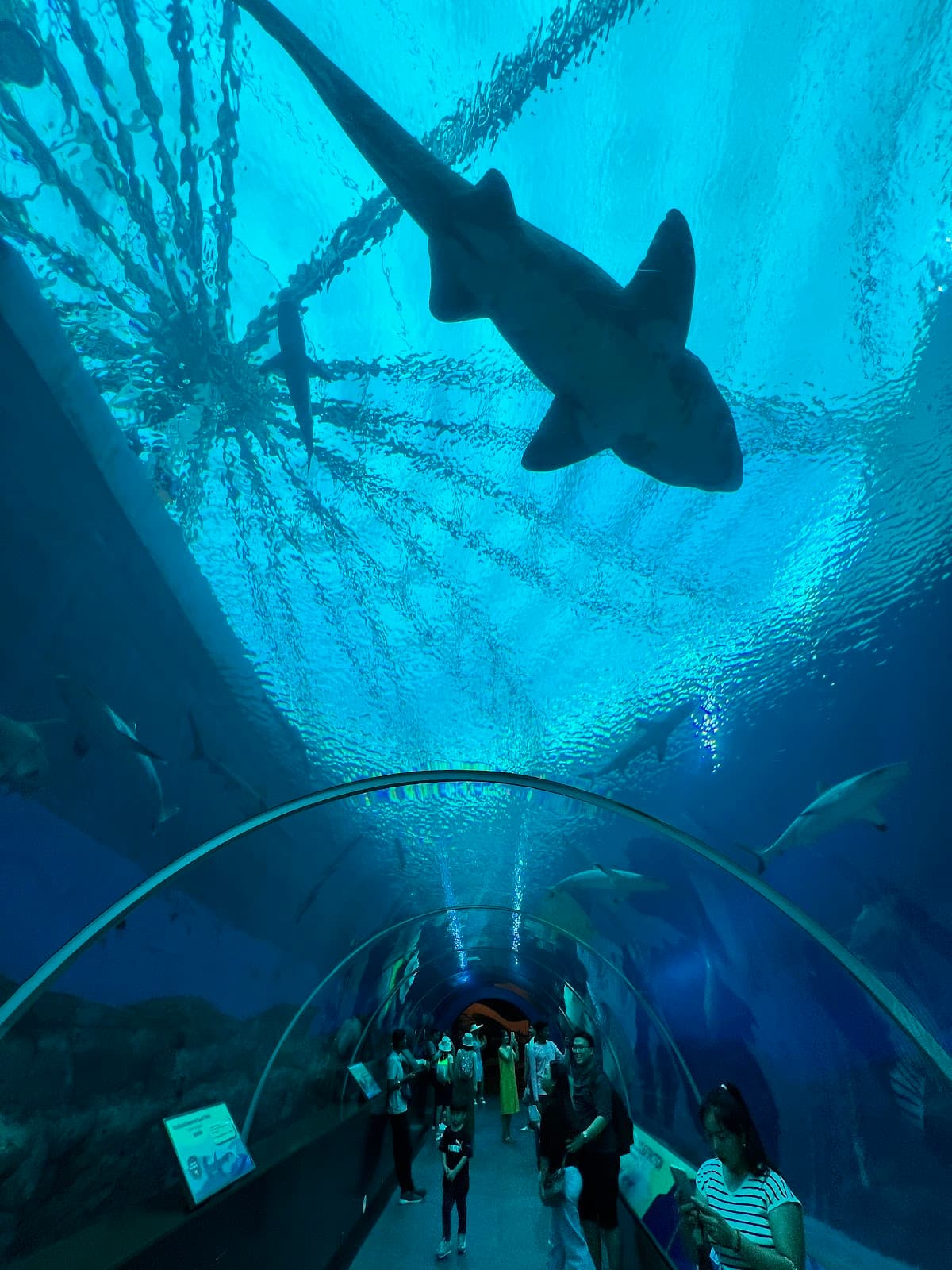 Singapore Oceanarium Experience