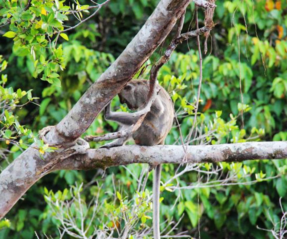 Sabah: Binsuluk River Cruise with Firefly Watching