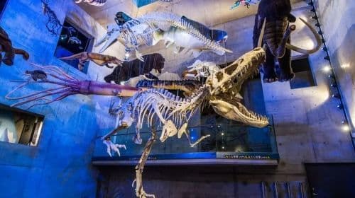 Tainan Zuojhen Fossil Park