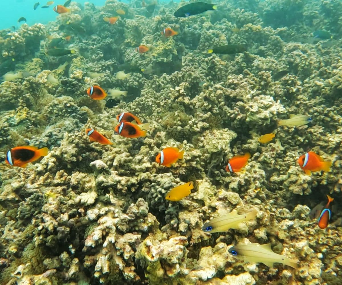 Survivor Island Jungle Trek & Snorkeling 1-daagse tour