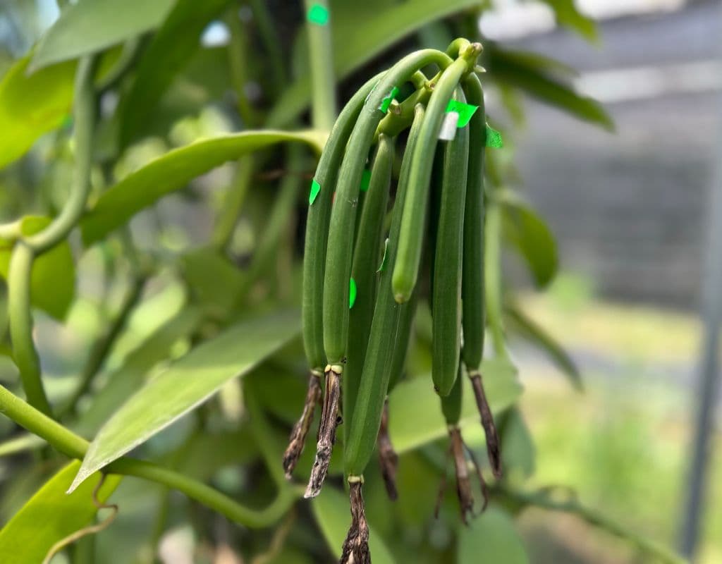 The Vanilla Village by Kairos