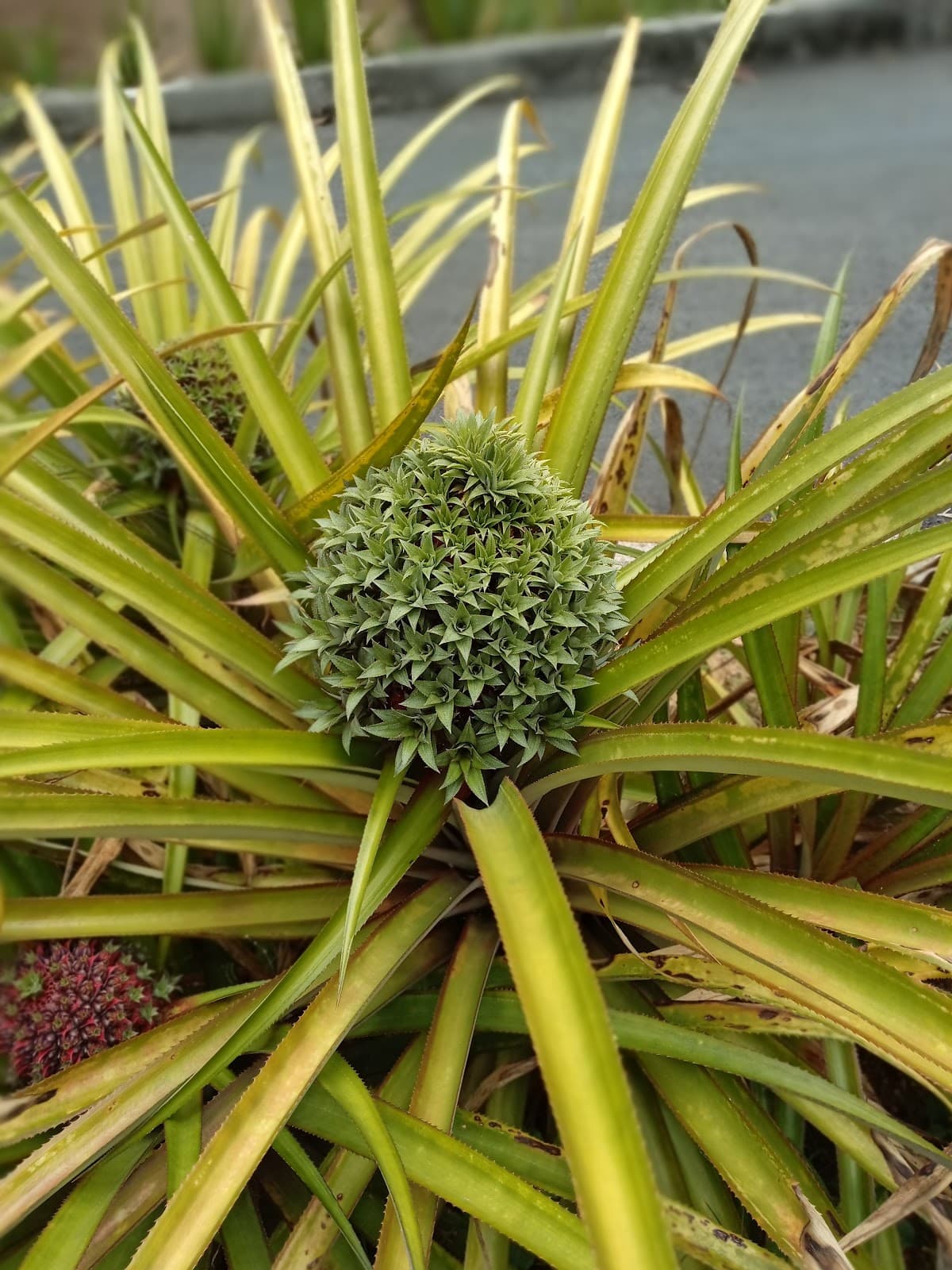 Tropical Fruit Farm Penang