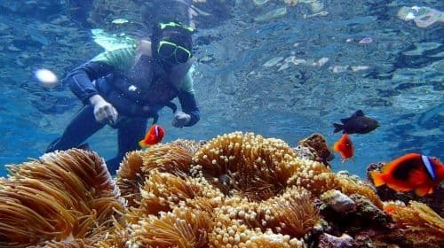 Taitung Orchid Island 2-hour diving and snorkeling experience [No certification required | Orchid Island diving experience | Includes professional coach, equipment, insurance, underwater photos]