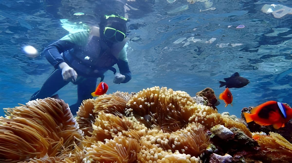 Taitung Orchid Island – 2-godzinne nurkowanie i snorkeling [Nie wymagany certyfikat | Doświadczenie nurkowe na Orchid Island | Zawiera profesjonalnego instruktora, sprzęt, ubezpieczenie, zdjęcia podwodne]