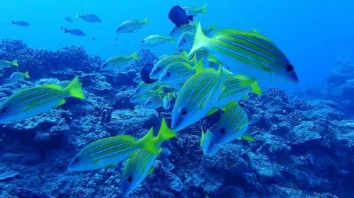 Taitung Orchid Island Experience diving スキューバダイビング 2時間 [ライセンス不要 | Orchid Island Experience divingツアー | プロのインストラクター、機材、保険、水中写真撮影込み]