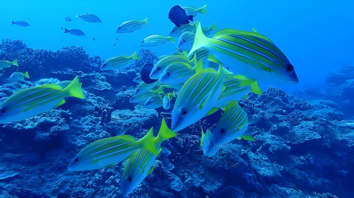 Taitung Orchid Island Experience diving スキューバダイビング 2時間 [ライセンス不要 | Orchid Island Experience divingツアー | プロのインストラクター、機材、保険、水中写真撮影込み]